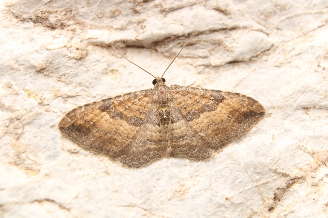 Orthonama obstipata - vándoraraszoló