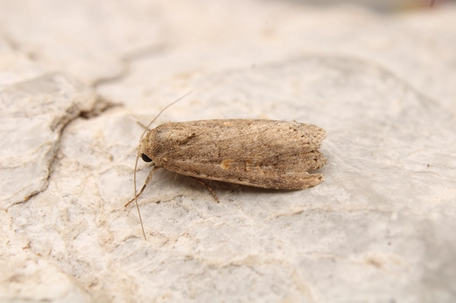 Spodoptera exigua - apró jegyesbagoly