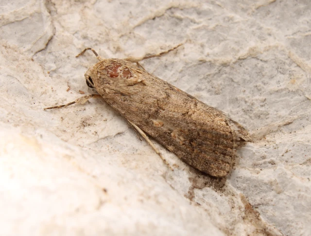 Spodoptera exigua - apró jegyesbagoly