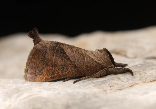 Clostera anastomosis - barna levélszövő
