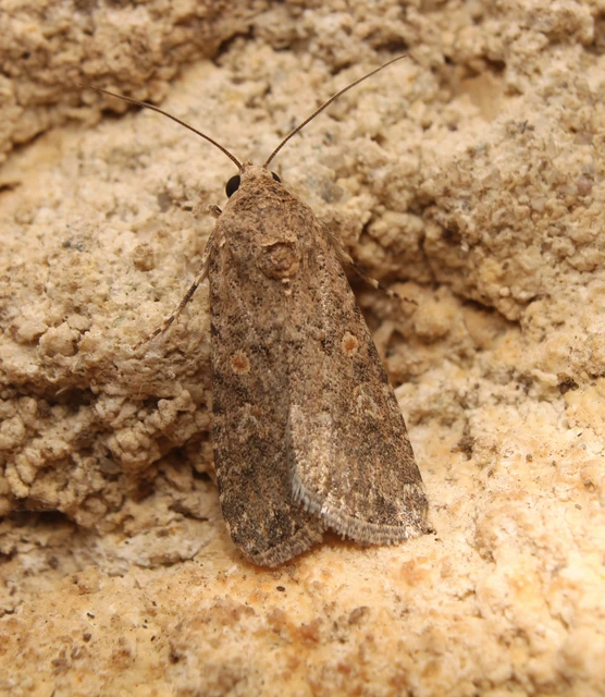 Spodoptera exigua - apró jegyesbagoly