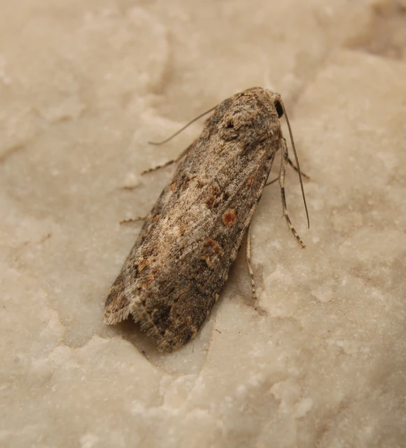Spodoptera exigua - apró jegyesbagoly