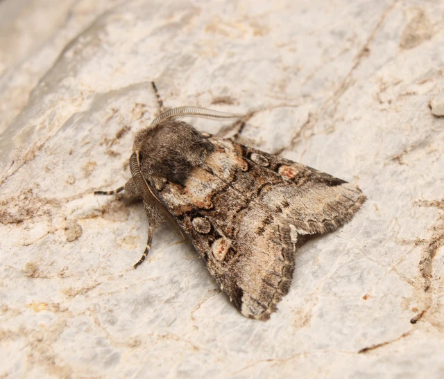 Cleoceris scoriacea - szürke liliombagoly
