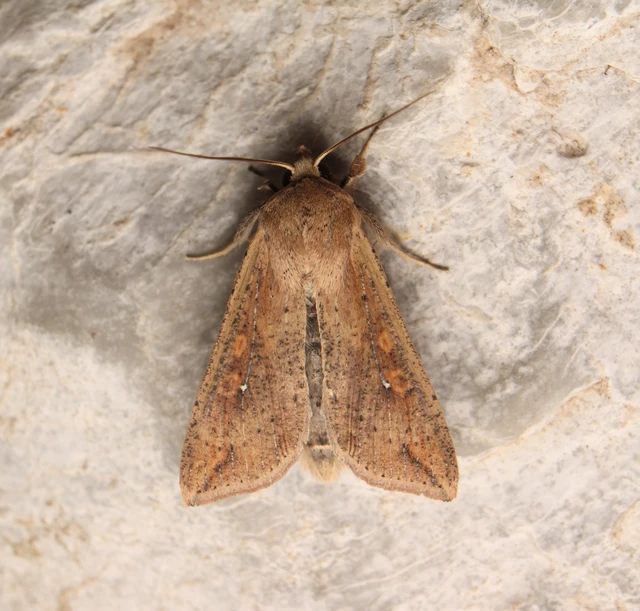 Mythimna unipuncta - hordabagoly