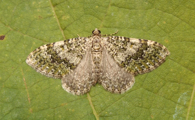 Euphyia frustata - zöldes tarkaaraszoló