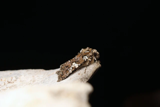 Hadena albimacula - fehérpettyes szegfűbagoly
