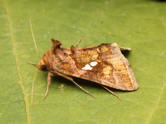 Chrysodeixis chalcites - déli aranybagoly