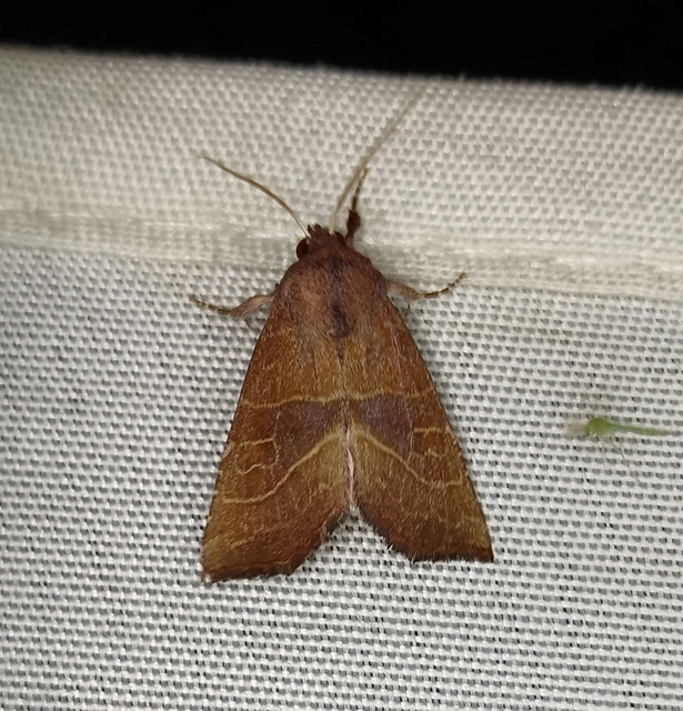 Atethmia ambusta - körtebagoly
