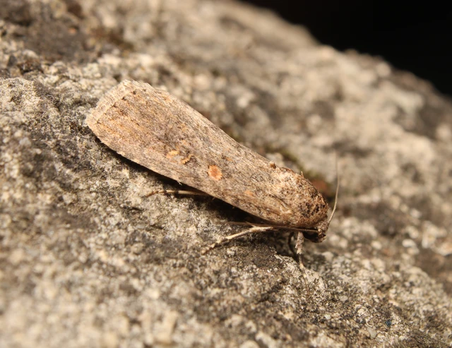 Spodoptera exigua - apró jegyesbagoly