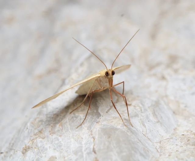 Rhodometra sacraria - rózsacsíkos araszoló
