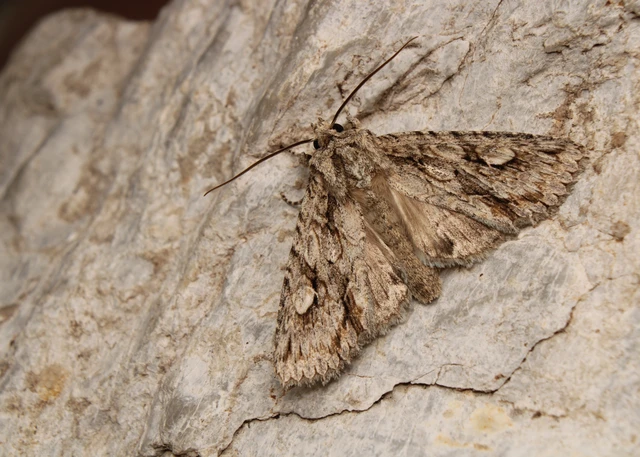 Meganephria bimaculosa - kétfoltos szilbagoly