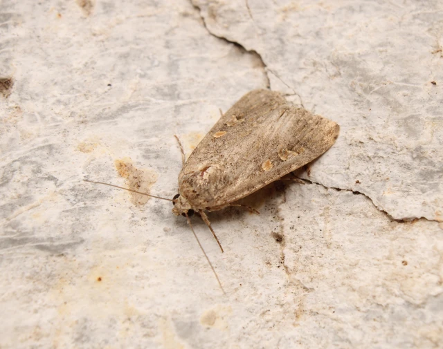 Spodoptera exigua - apró jegyesbagoly