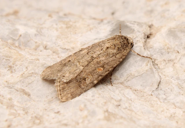 Spodoptera exigua - apró jegyesbagoly