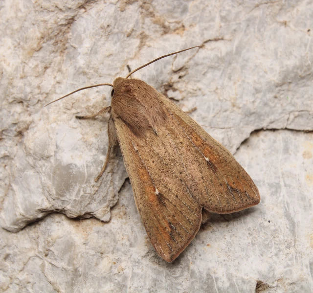 Mythimna unipuncta - hordabagoly
