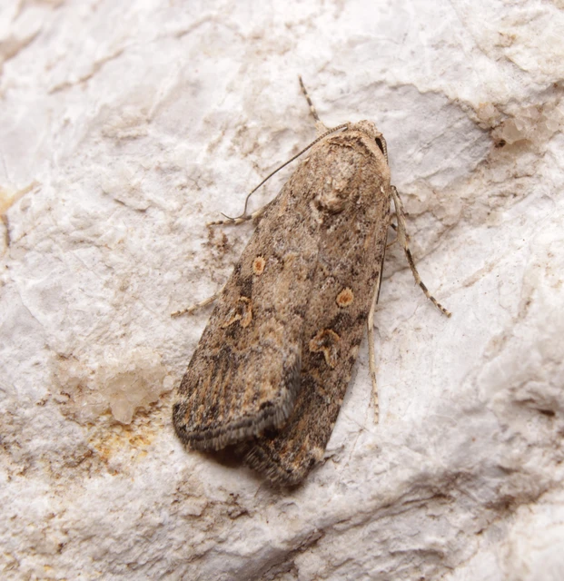 Spodoptera exigua - apró jegyesbagoly
