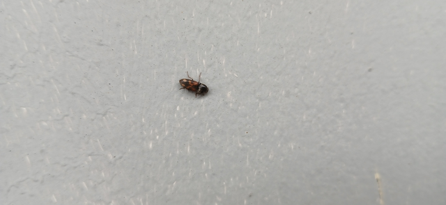 Drasterius bimaculatus - változékony pattanó