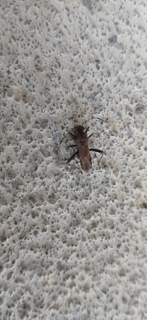 Alydus calcaratus - szőrös tövispoloska