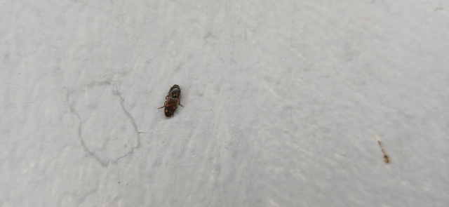 Drasterius bimaculatus - változékony pattanó