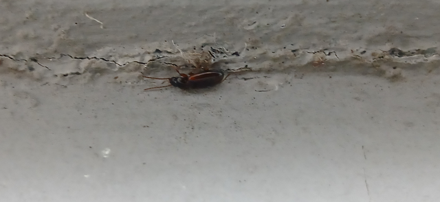 Trechus quadristriatus - közönséges fürgefutonc
