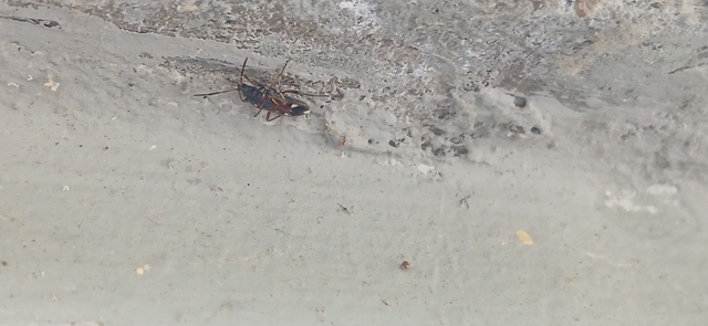 Raglius alboacuminatus - tarka díszesbodobács