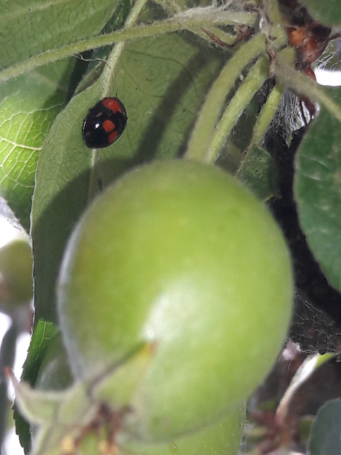Adalia bipunctata - kétpettyes katica