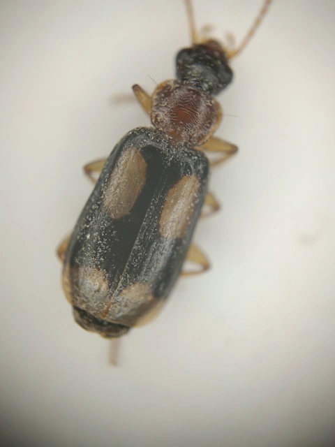Dromius quadrimaculatus - négyfoltos kéregfutó