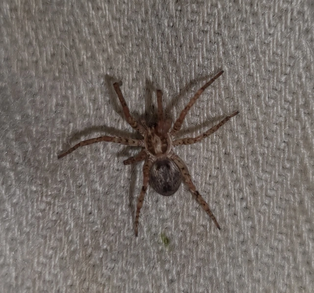 Anyphaena accentuata - jegyespók