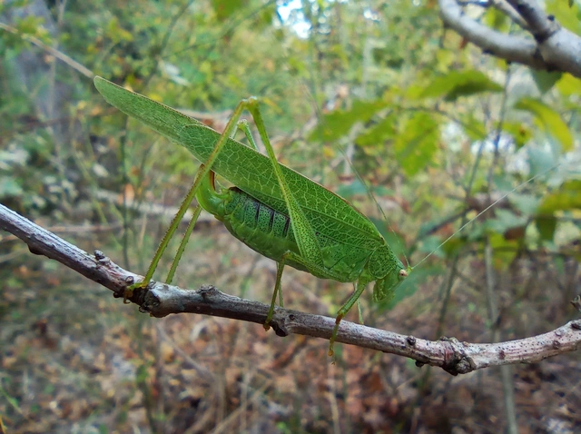 Phaneroptera nana - pontozott repülőszöcske