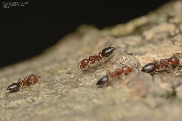 Crematogaster schmidti - vörös szívhangya