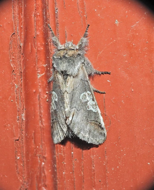 Diloba caeruleocephala - őszi kékesbagoly