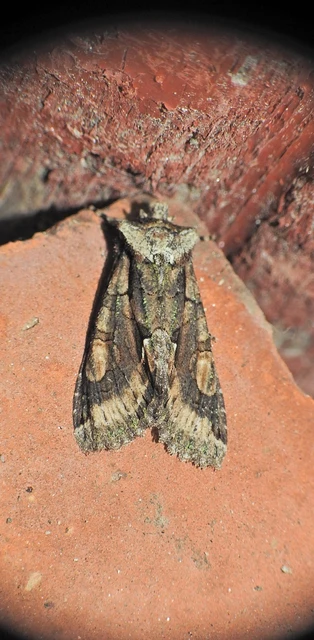 Allophyes oxyacanthae - galagonyabagoly