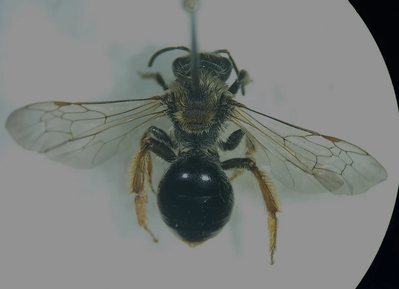 Andrena haemorrhoa