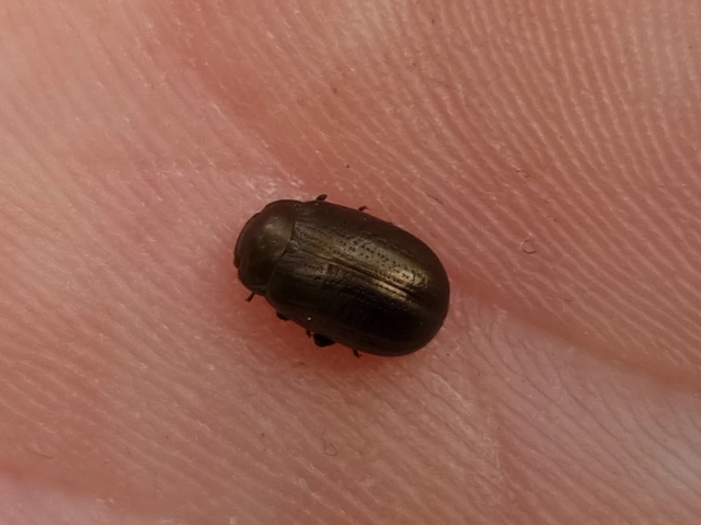 Chrysolina marginata - nyúlánk szegélyeslevelész