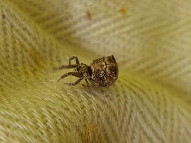 Hyptiotes paradoxus - furcsapók