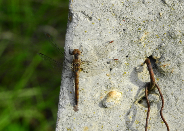 Sympetrum striolatum - harántsávos katona-szitakötő