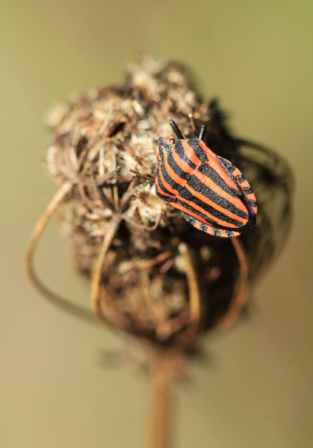 Graphosoma italicum - csíkos pajzsospoloska