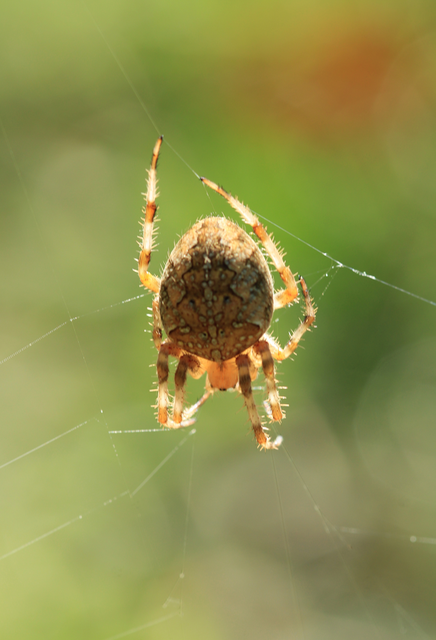 Araneus diadematus - koronás keresztespók