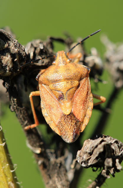 Carpocoris Carpocoris
