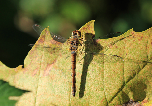 Sympetrum striolatum/vulgatum