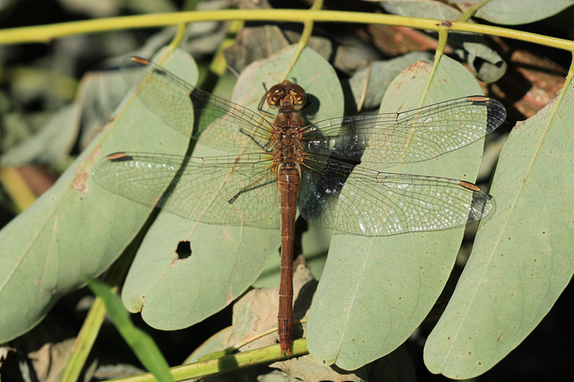 Sympetrum meridionale - fakó katona-szitakötő