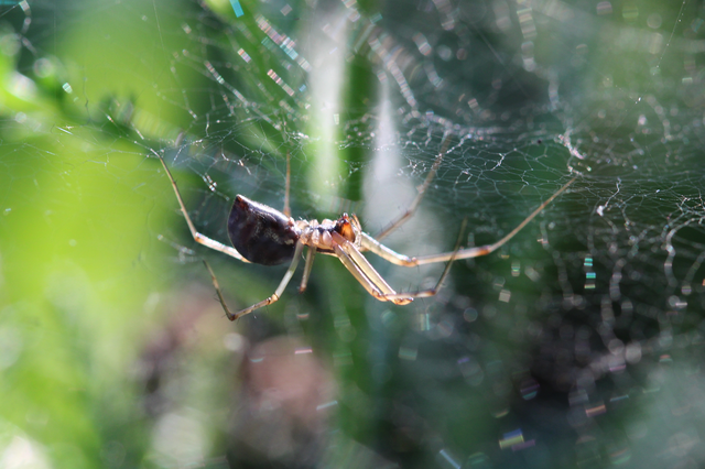 Linyphiidae - vitorláspókok