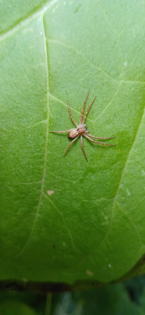 Philodromus