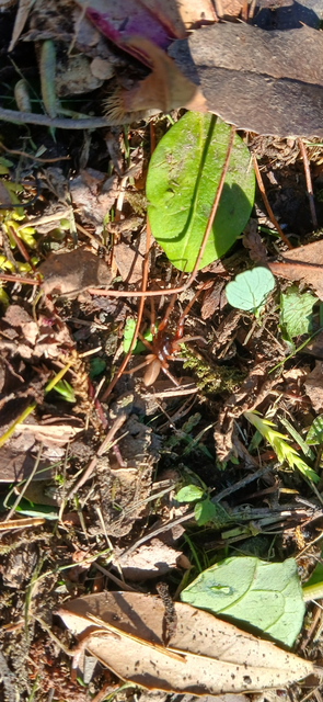 Dysderidae - fojtópókok