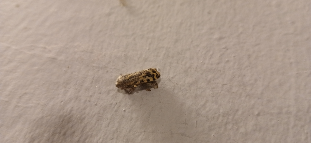 Psocoptera - Fürgetetvek
