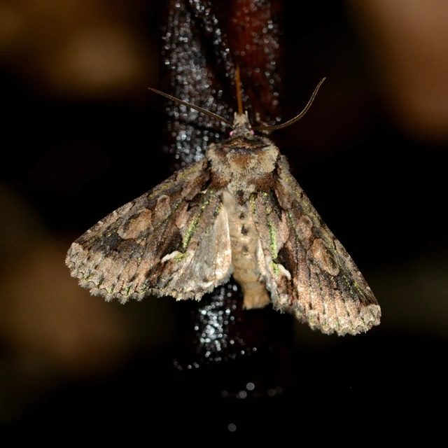 Allophyes oxyacanthae - galagonyabagoly
