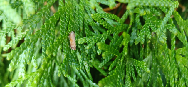 Fieberiella