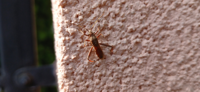 Camptopus lateralis - görbelábú karimáspoloska