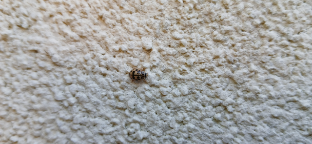 Oenopia conglobata - rózsás katica