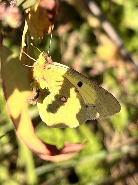 Colias erate - csángó-kéneslepke