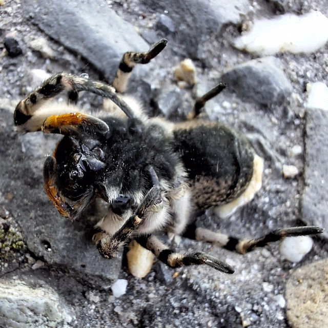Lycosa singoriensis - szongáriai cselőpók